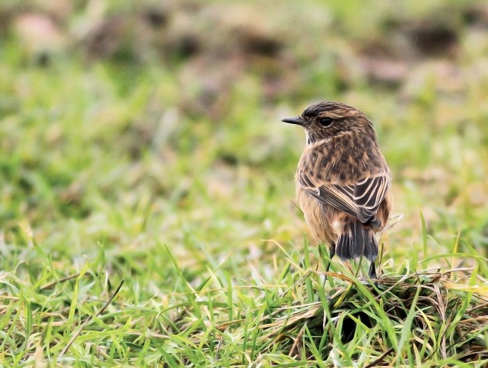 Stonechat