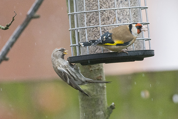 Mealy Redpoll