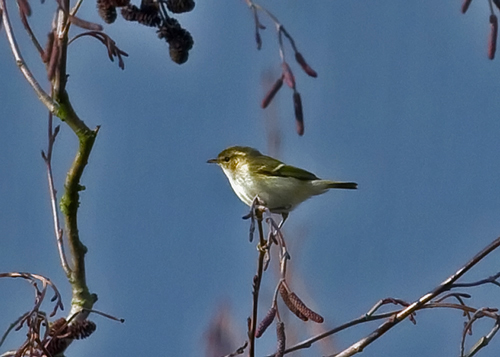 Hume's Yellow-browed Warbler