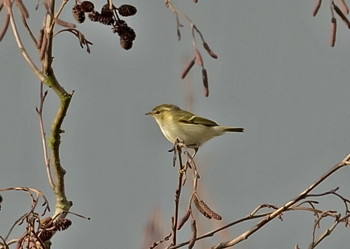 Hume's Yellow-browed Warbler