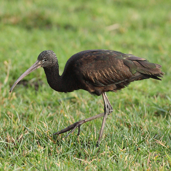Glossy Ibis