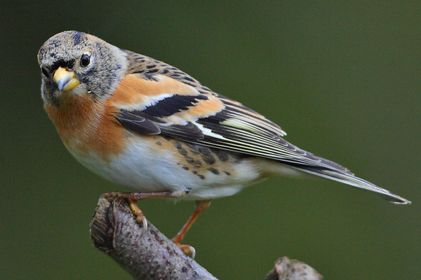 Brambling