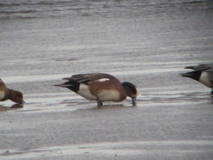 American wigeon 