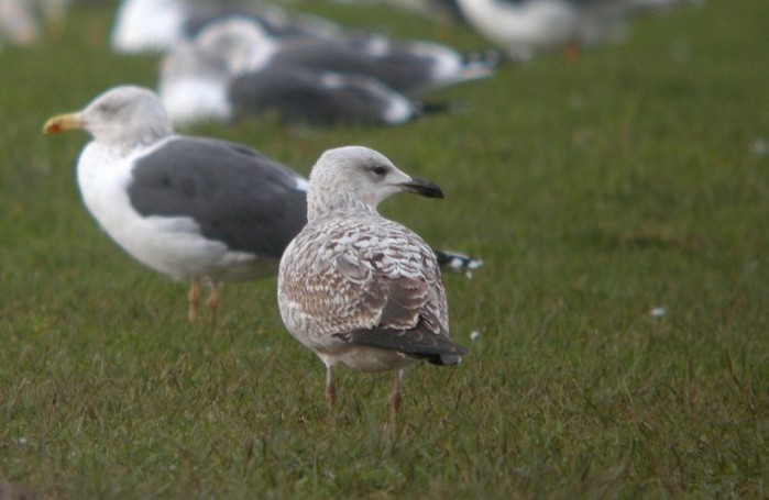 Caspian Gull