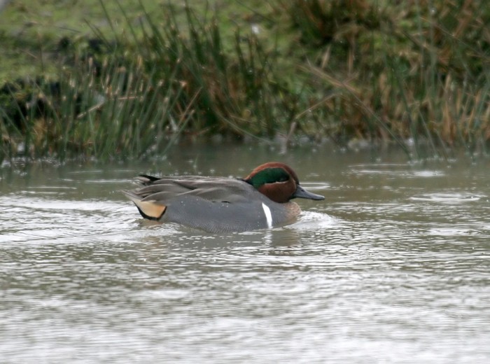 Green-winged Teal