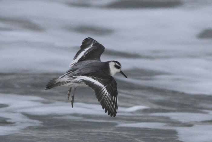 Grey Phalarope
