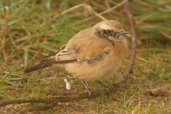 Desert Wheatear