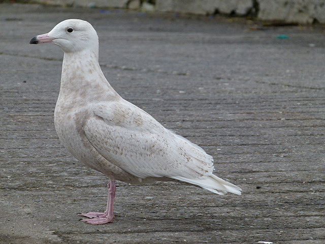 Glaucous Gull