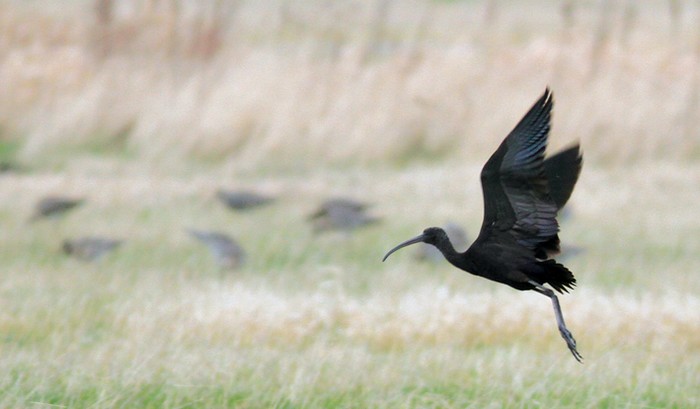 Glossy Ibis