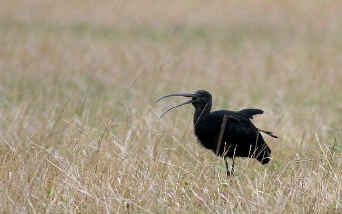 Glossy Ibis