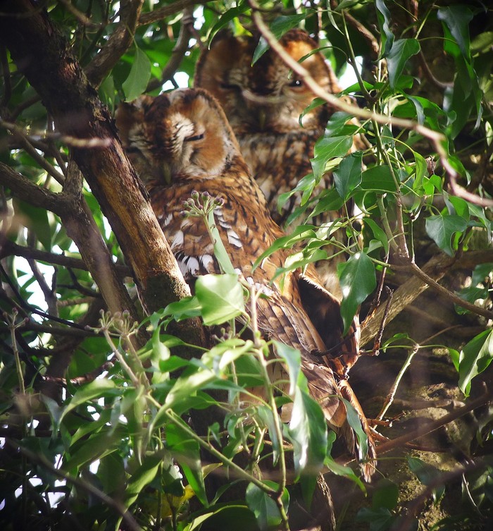Tawny Owl