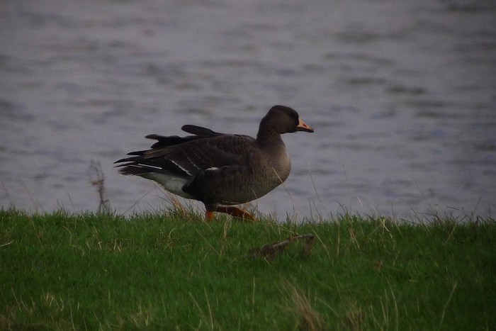 Greenland White-fronted Goose