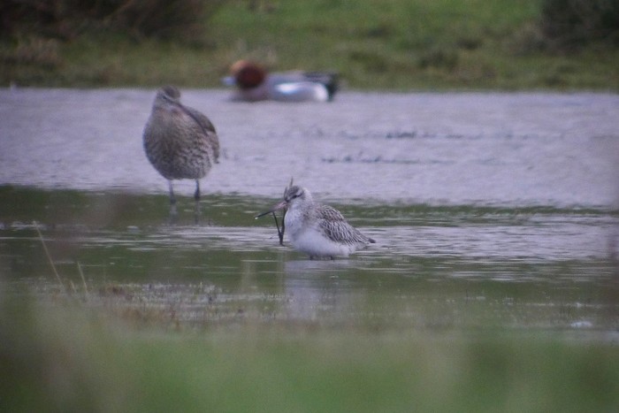 Bar-tailed Godwit
