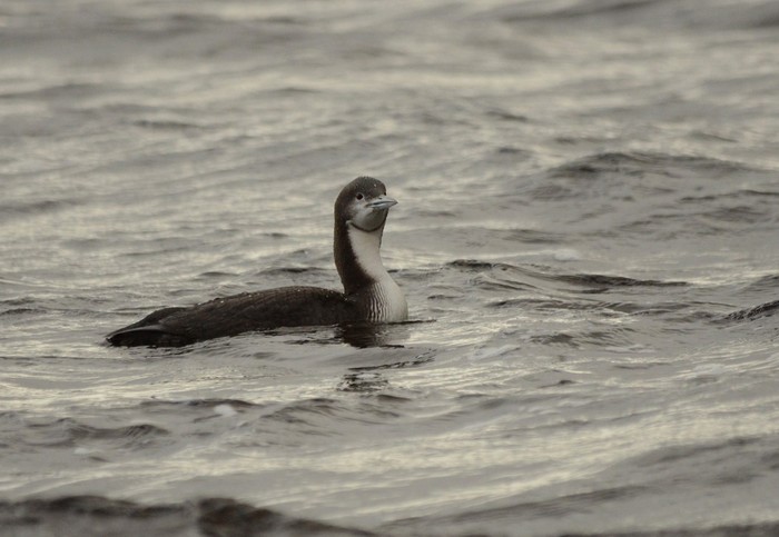 Pacific Diver 