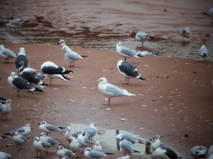 Iceland Gull