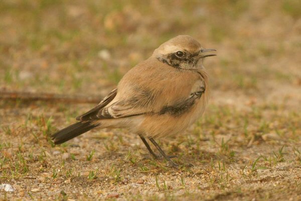 Desert Wheatear