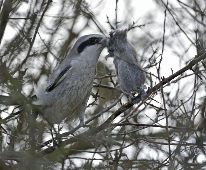 Great Grey Shrike