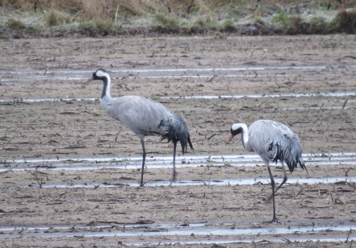 Common Crane