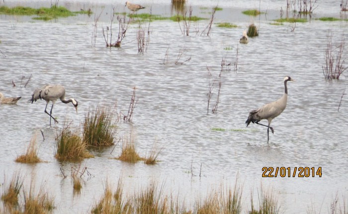 Common Crane