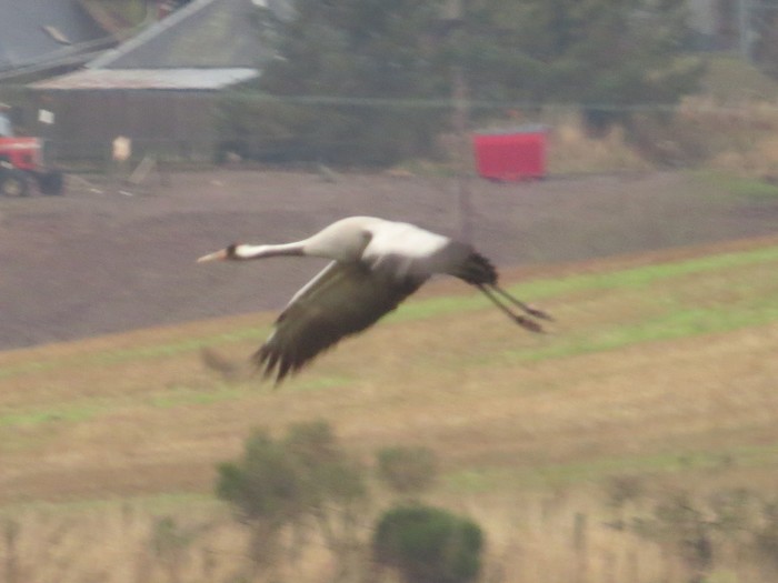 Common Crane