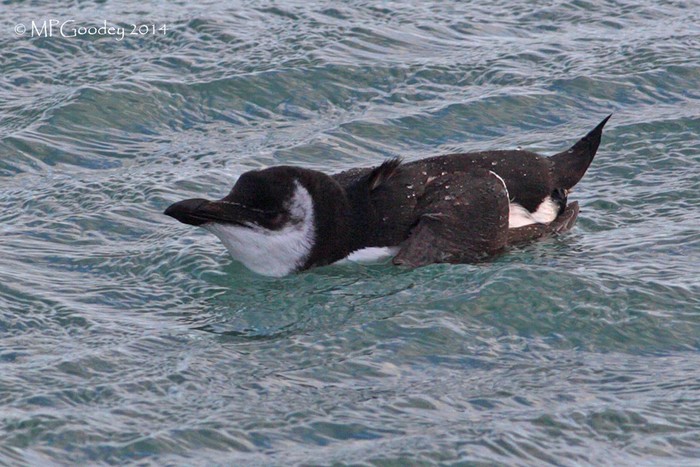 Razorbill