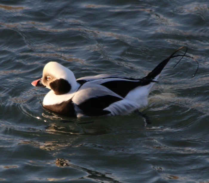 Long-tailed Duck