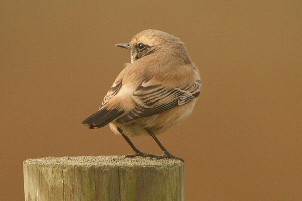 Desert Wheatear
