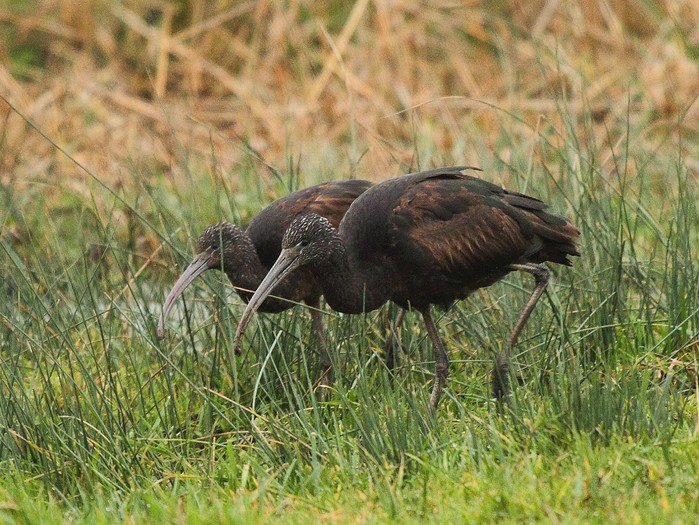 Glossy Ibis