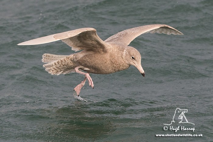 Glaucous Gull