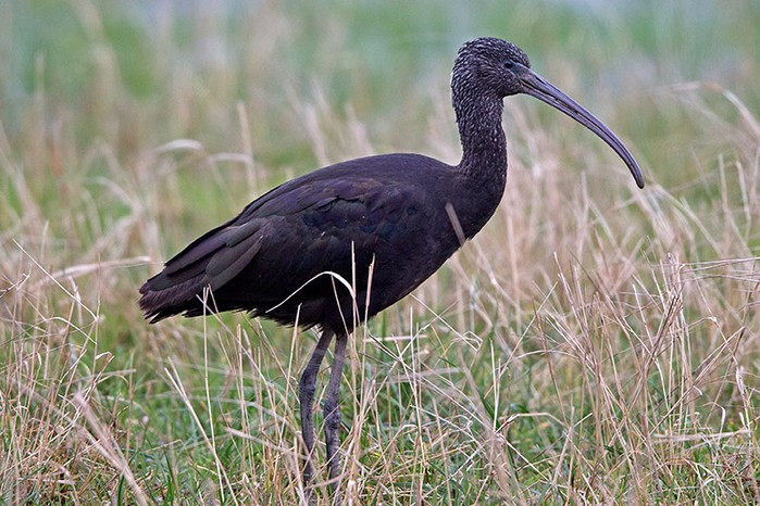 Glossy Ibis