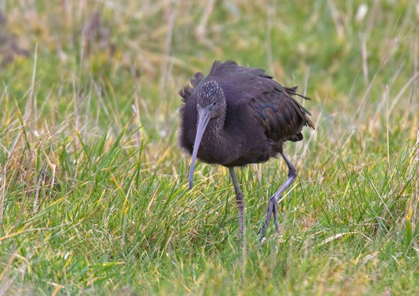 Glossy Ibis