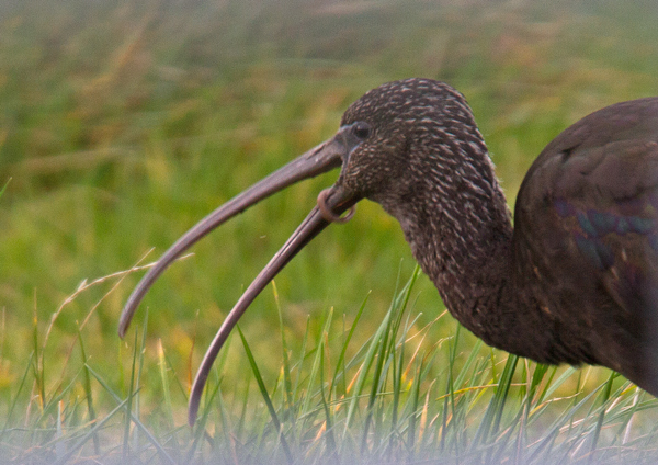Glossy Ibis