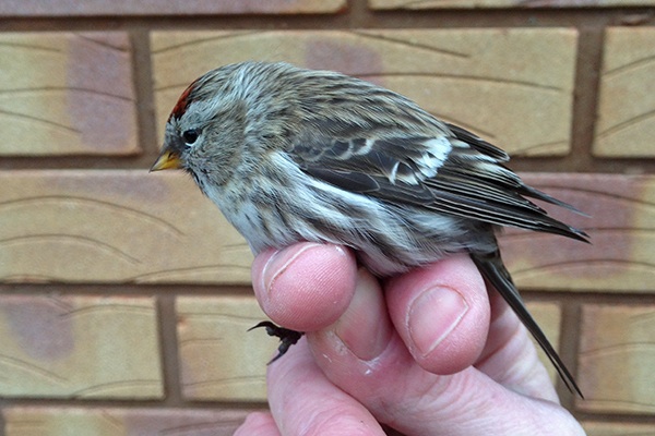 Mealy Redpoll