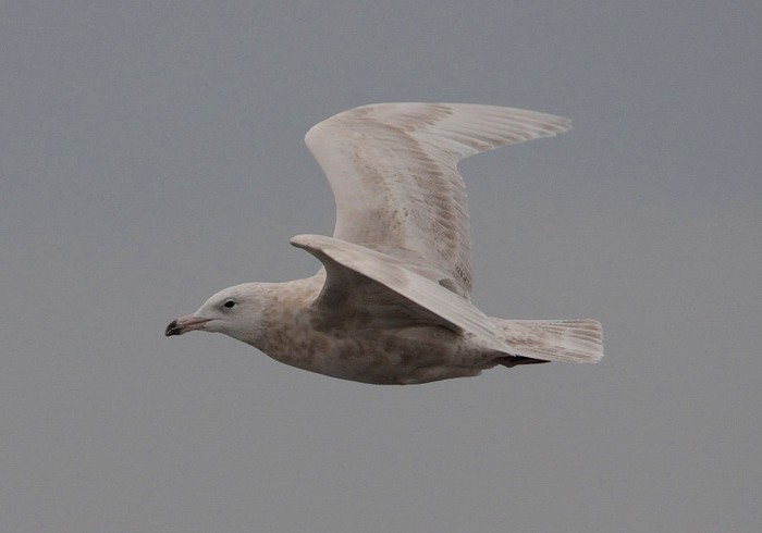 Glaucous Gull