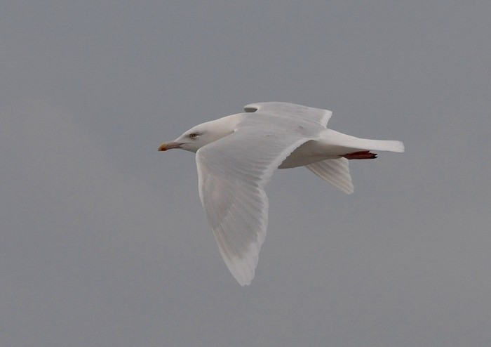 Glaucous Gull