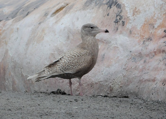 Glaucous Gull