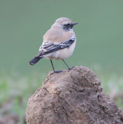 Desert Wheatear