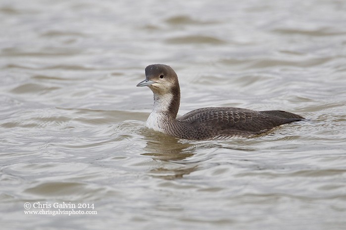 Black-throated Diver