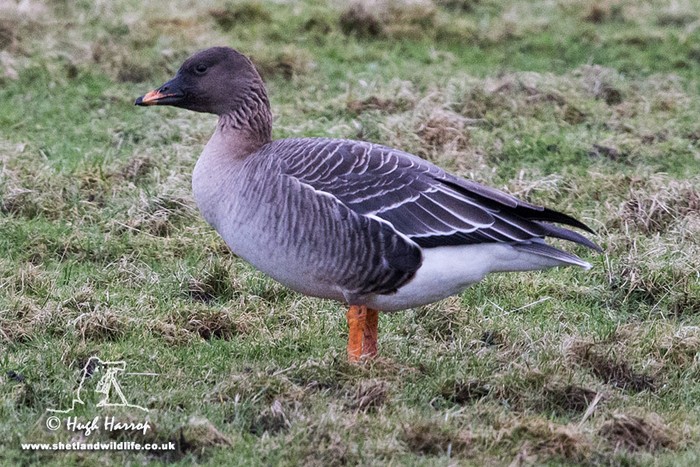 Tundra Bean Goose