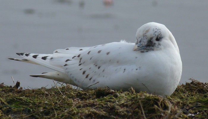 Ivory Gull