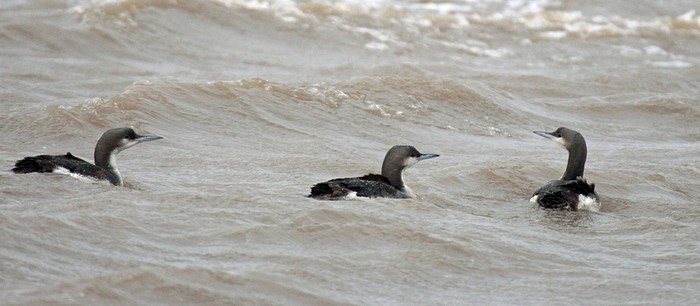 Black-throated Diver