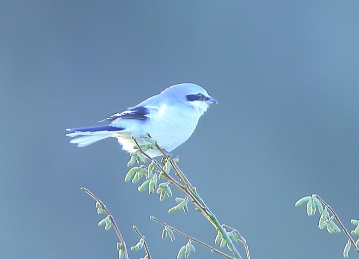 Great Grey Shrike