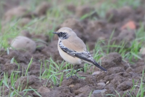 Desert Wheatear