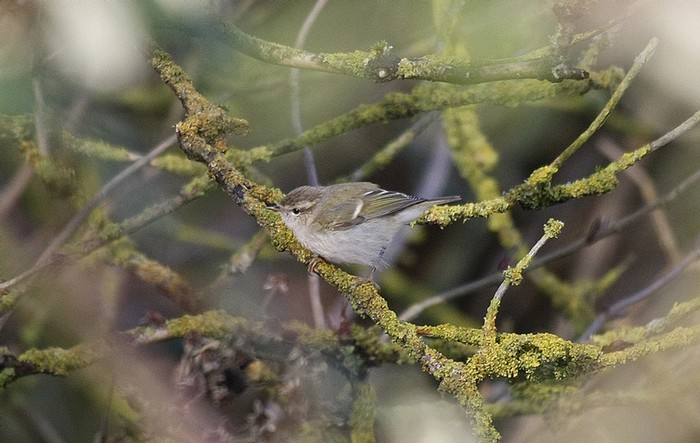 Hume's Yellow-browed Warbler