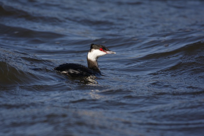 Slavonian Grebe