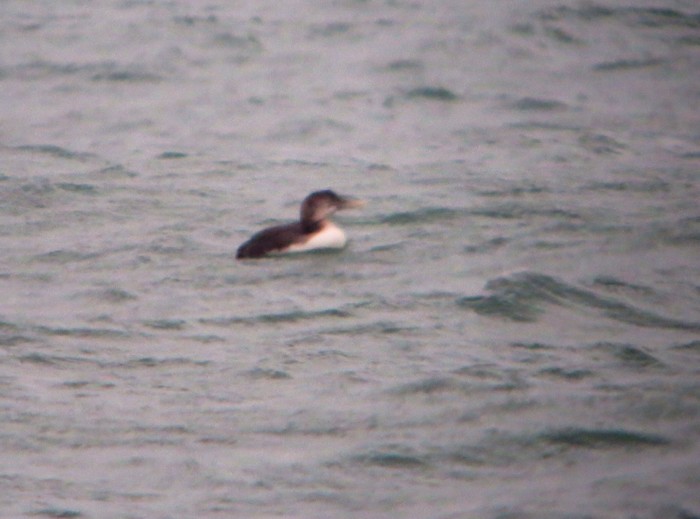 White-billed Diver