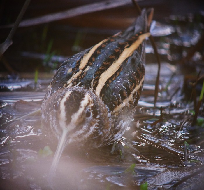 Jack Snipe