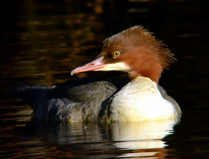 Goosander