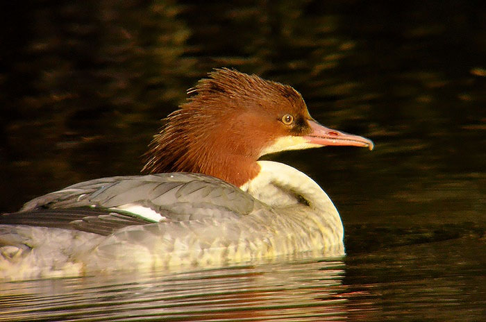 Goosander