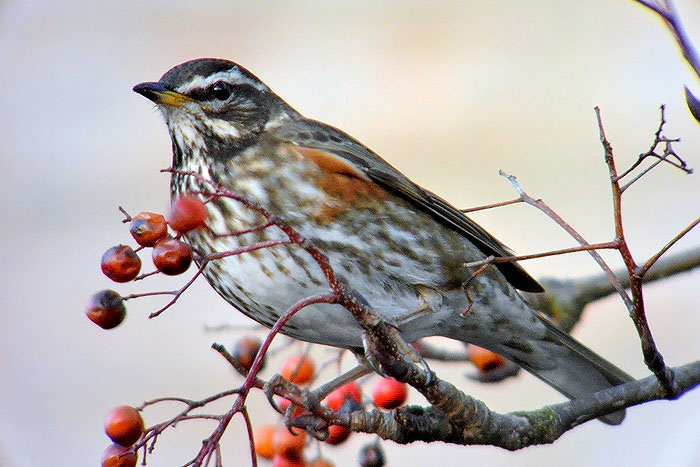 Redwing